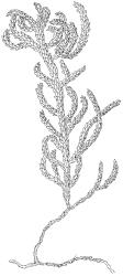 Fallaciella robusta. Habit. Drawn from holotype, A.J. Fife 8137, CHR 438186.
 Image: R.C. Wagstaff © 2003 British Bryological Society. Reprinted by permission of Informa UK Limited, trading Taylor & Francis Group, https://www.tandfonline.com on behalf of British Bryological Society. Reprinted by permission of Informa UK Limited, trading Taylor & Francis Group, https://www.tandfonline.com on behalf of British Bryological Society.